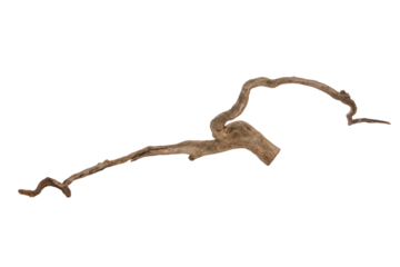 Piece of a root / trunk with many thin branches, river wood, driftwood, aquarium design element - isolated on transparent background - png - image compositing footage - alpha channel 
