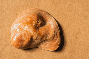 Sea shell of molluscs closeup - orderly structure of the skeleton