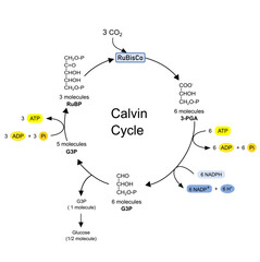 Calvin cycle, dark phase in photosynthesis, carbon reduction reactions. Vector illustration.