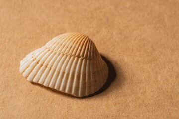 Sea shell of molluscs closeup - orderly structure of the skeleton