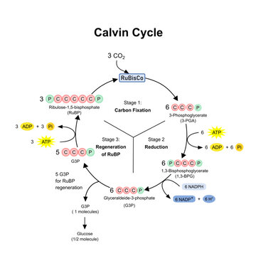 Calvin cycle in chloroplast, photosynthesis dark phase. Diagram.
