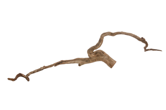 Piece of a root / trunk with many thin branches, river wood, driftwood, aquarium design element - isolated on transparent background - png - image compositing footage - alpha channel 