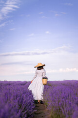 woman in a hat and a long dress collects lavender flowers in a basket. A girl walks in a lavender field