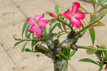 Pink and white frangipani flowers wet from the rain