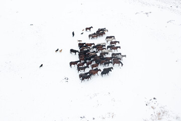 Wild horses are running and on the snow. Yilki horses are wild horses that are not owned in...