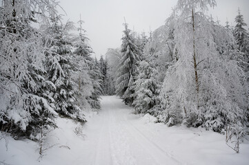 Winterweg im Zauberwald
