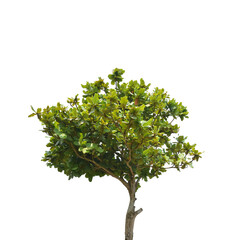Obraz premium Tree isolated on transparent background PNG file