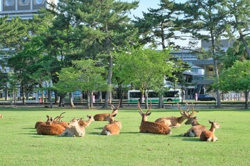 fallow of nara deer in spring