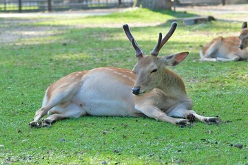 Naklejka na ściany i meble Japanese buck in the Nara park