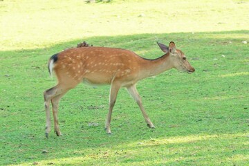 Naklejka na ściany i meble fawn deer in the Nara park . Japan