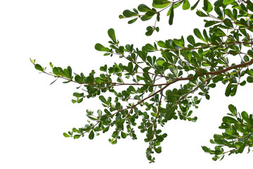Obraz na płótnie Canvas Green leaves on branch isolated on transparent background PNG file