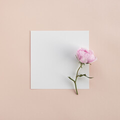 Blank paper sheet card and rose flower on pastel peach background. Flat lay, top view mockup with empty copy space.