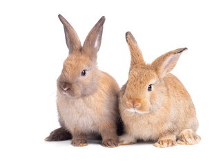 Two baby brown  rabbits sitting on white background. Lovely action of young rabbit.