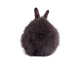 Back side of black rabbit, rear view isolated on white background. Bottom and tail of rabbit. Funny...