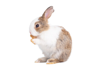 Side view of baby rabbit isolated on white background. Lovely young rabbit standing and licking foot.