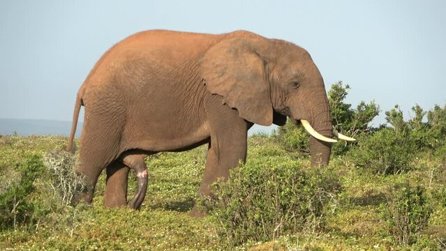 African savannah Elephant eating with erection, 2022
Addo Elephant national park, South Africa, 2022
