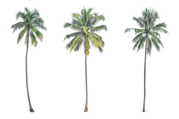 Coconut palm tree isolated on transparent background PNG file - Powered by Adobe
