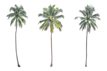 Coconut palm tree isolated on transparent background PNG file