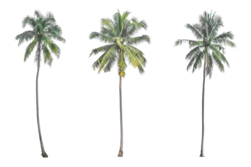 Poster Coconut palm tree isolated on transparent background PNG file © banphote