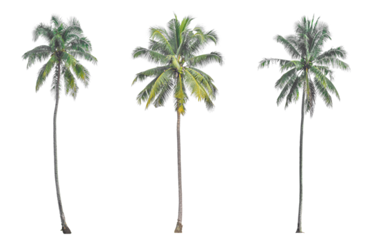 Coconut palm tree isolated on transparent background PNG file