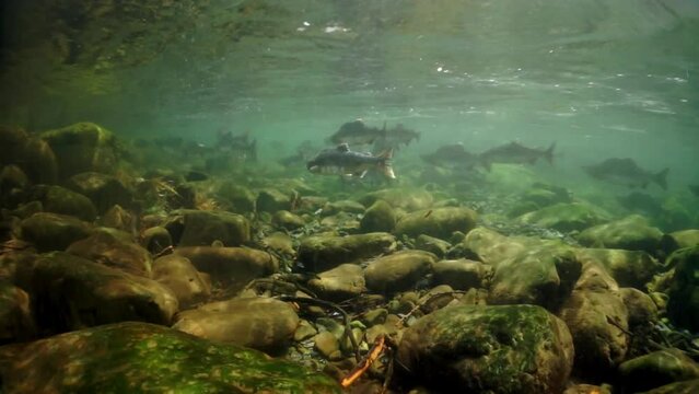 Injured salmon fish underwater in sea. School of game-fish in clear transparent water of Sea of Okhotsk.