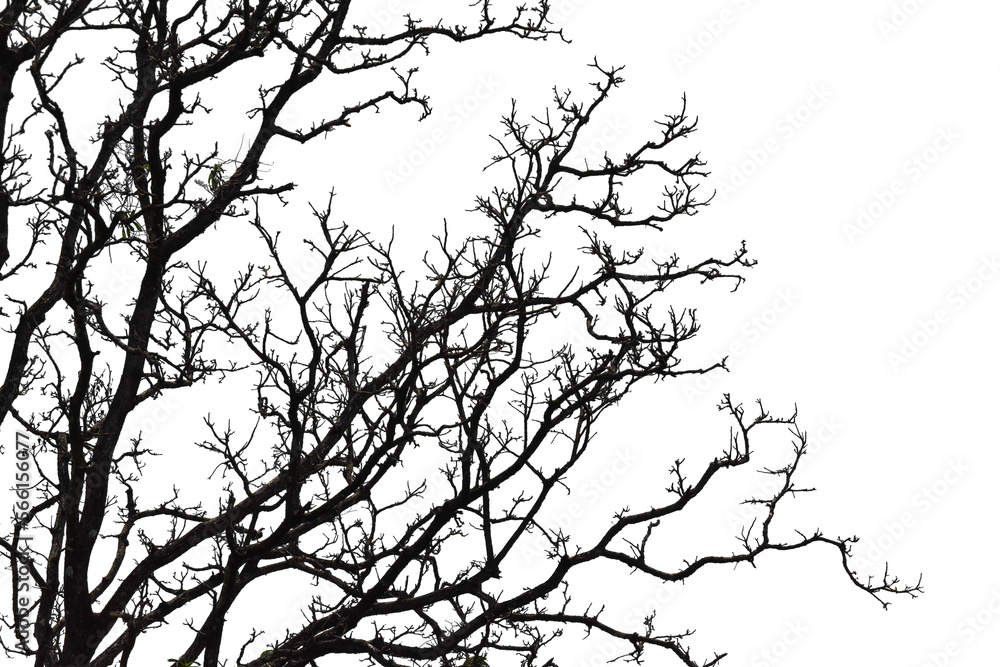 Wall mural silhouette of a leafless tree isolated on transparent background png file