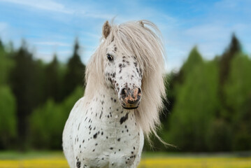 Portrait of appaloosa pony in summer