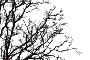 Silhouette of a leafless tree isolated on transparent background PNG file