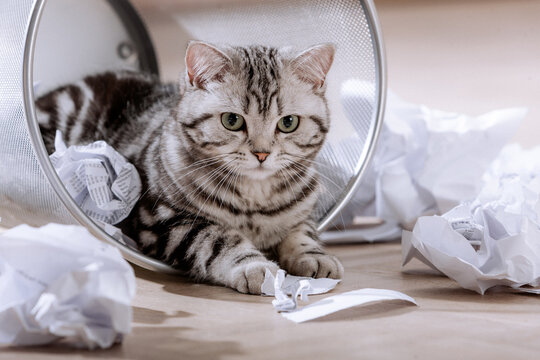 Katze im B&uuml;ro, spielt im Papierkorb am Arbeitsplatz