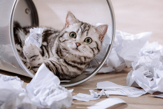 Katze im B&uuml;ro, spielt im Papierkorb