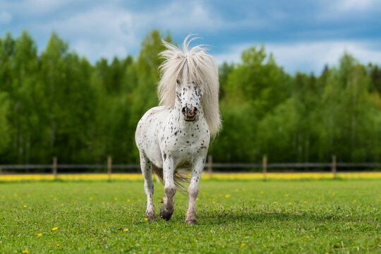 Appaloosa pony running in the field in summer