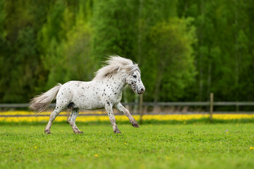 Appaloosa pony running in the field in summer