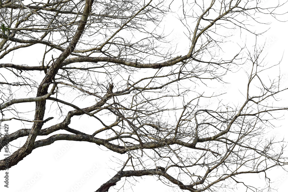 Wall mural dry tree branch isolated on transparent background png file