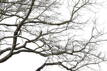 Dry tree branch isolated on transparent background PNG file