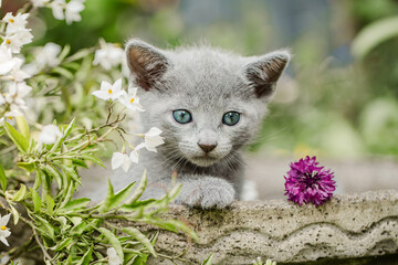 Russisch Blau Katze im Garten, Ausflug im Sommer