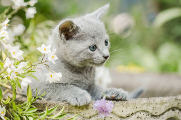 Russisch Blau Katze im Garten, Ausflug im Sommer