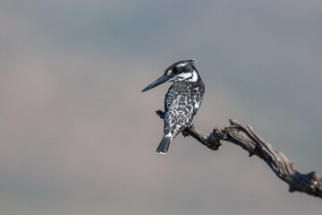 Pied kingfisher perched on a branch