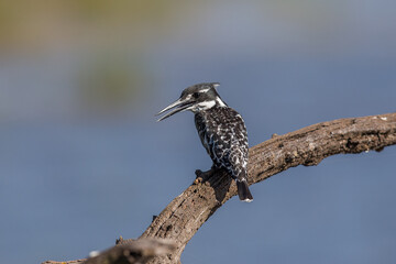 Pied kingfisher perched on a big branch