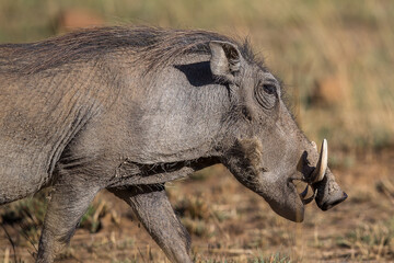 Naklejka na ściany i meble Male warthog in the bush