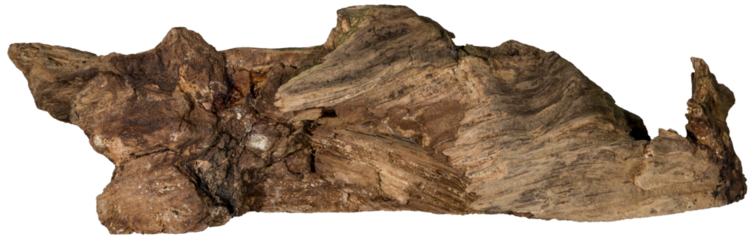 Piece of a root / trunk with many thin branches, river wood, driftwood, aquarium design element - isolated on transparent background - png - image compositing footage - alpha channel 