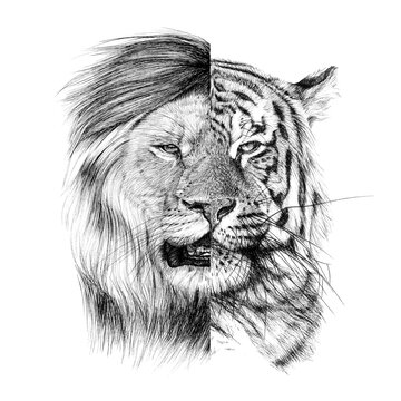 Set hand drawn lion tiger, sketch graphics monochrome illustration on white background
