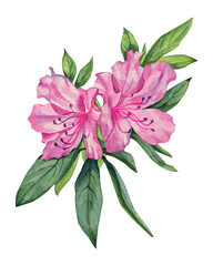 Watercolor pink azalea. Purple red flower. Hand drawn illustration isolated on transparent.