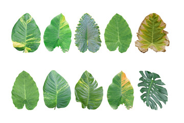 Set of Tropical Monstera leaf isolated on transparent background PNG file