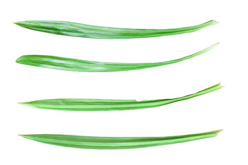 Collection of fresh pandan leaf isolated on transparent background PNG file