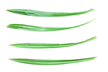 Collection of fresh pandan leaf isolated on transparent background PNG file