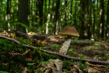 Edible mushroom Leccinum pseudoscabrum in deciduous forest. Known as Hazel Bolete. Wild mushroom growing in the leaves