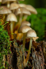 Clustered Bonnet Mycena inclinata growing on a mossy stump