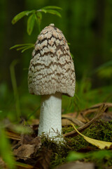 Coprinopsis picacea is a species of fungus in the family Psathyrellaceae