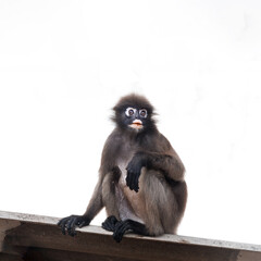 Spectacled lemur monkey sitting on the roof. Isolated on white background.