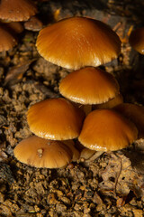 Sawdust, summer sawdust Kuehneromyces lignicola. Edible mushroom. Mushrooms growing on trees